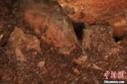 在线占卜江西发现蜘蛛新物种 为研究呵叻蛛属适应区域提供依据
