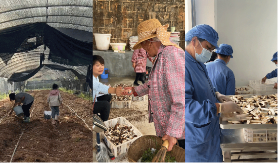 奇富科技百万帮扶云南中屏镇：菌菇田里(🏝)的振兴密码与“村BA”的双向奔赴